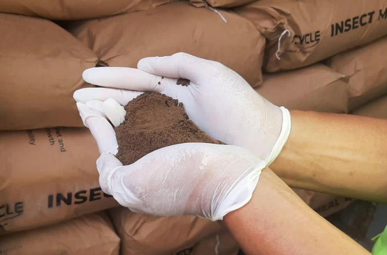 Insect Flour Exports Reach 17.8 Tons to the United States